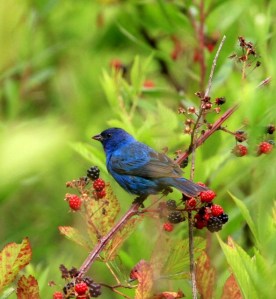 bird