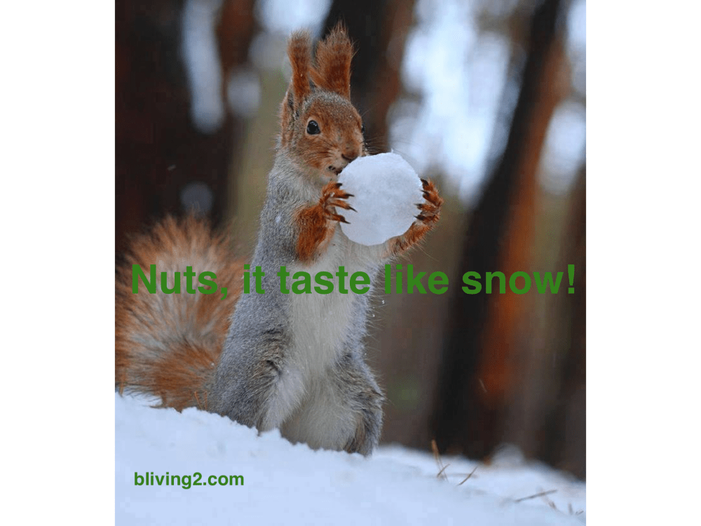 nuts taste like snow